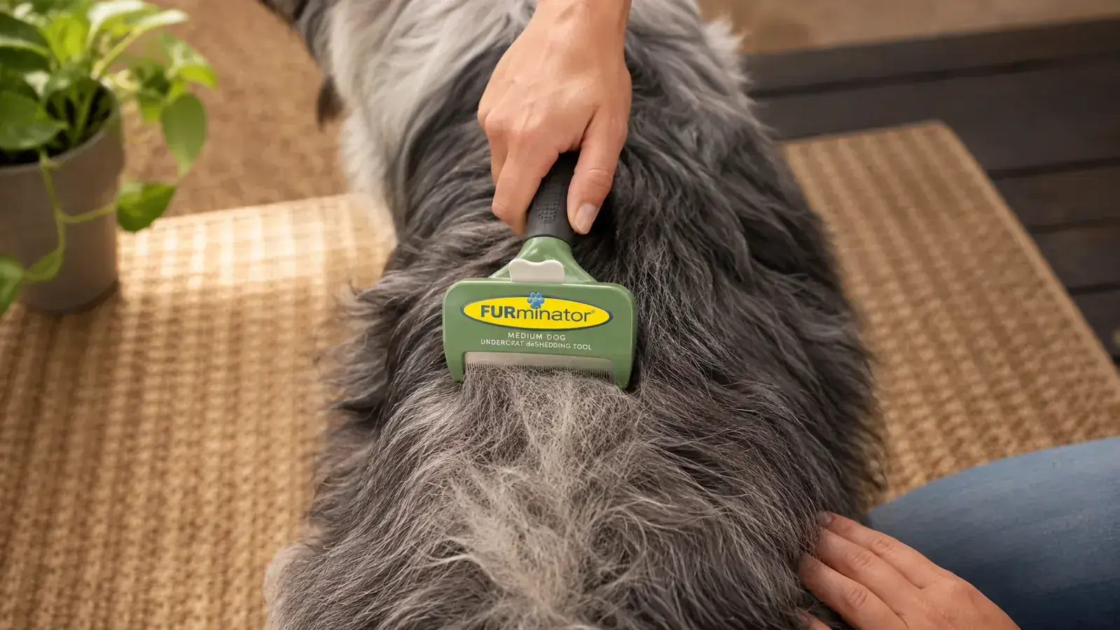 A person's hand running a deshedding tool down a medium dog's back with loose undercoat fur lifting out in a strip