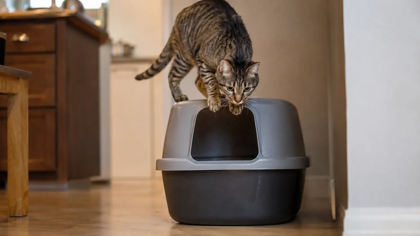 A house cat stepping onto the top of the litter box and climbing down through the top opening